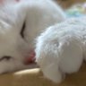 まもぶる 的头像