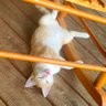 MakiRoll's profile picture
