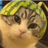 Profilbild von Examray