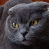 Англосаксонська морда profil fotoğrafı