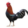 Fatman4203's profile picture