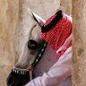 Profilbild von عمر فاروق