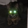 WhyNotBoth profil fotoğrafı
