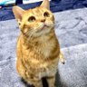 多忙Sui🐱🍣_(:3 ⌒" )_ profil fotoğrafı