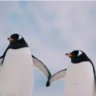 POLAR PEDRO🇦🇶 profil fotoğrafı