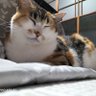 Фото профиля おふとん