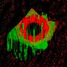 vermoisi's profile picture
