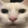 antón's profile picture