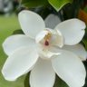 Фото профиля Happy ChiGuy