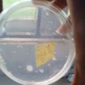 Isaacson (Ø,G) 🦠🔬 profil fotoğrafı