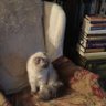arF.9ii profil fotoğrafı
