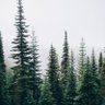 Pinetrees 的头像