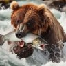 Kuma profil fotoğrafı