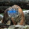 Senjamin Button 🐅 的头像