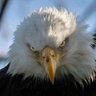 AmericanPatriot4USA1 的头像