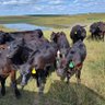 Half A$$ Land and Cattle Co.'s profile picture