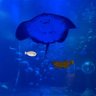 Profilbild von 星空と水族館
