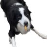 Фото профиля Border Collies Rock