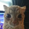 the visionary's profile picture