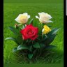 صقر الحديده's profile picture