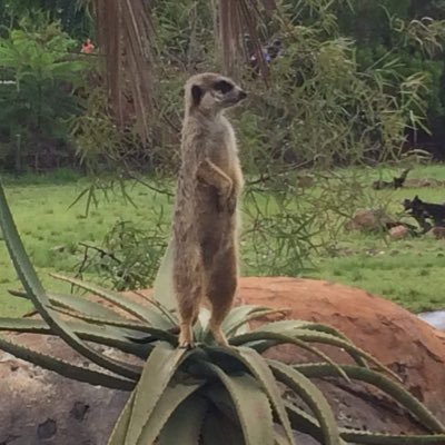 Dwayne Leslie's profile picture