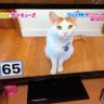 リンゴ profil fotoğrafı