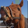 Фото профиля Happyhorse