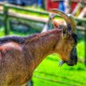 Lemayian profil fotoğrafı