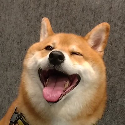 柴犬こてつ's profile picture