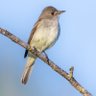 BirdsofBC 🇨🇦 profil fotoğrafı
