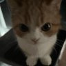 Profilbild von Has