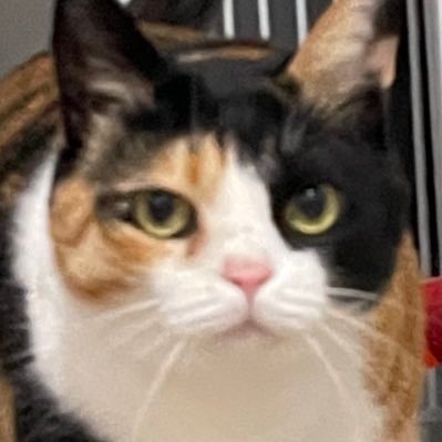 조리예's profile picture