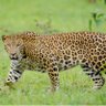 Фото профиля Leo Toor