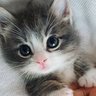 GrainDeSel profil fotoğrafı