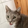 Curiosity killed the cat 的头像