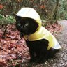 Profilbild von 🖤💛