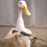 Profilbild von Clear & Present Banger