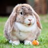 Scrumpy Jax profil fotoğrafı