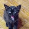 Furkan Yavuz's profile picture