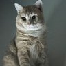 Profilbild von Yoda