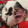 Profilbild von bruxa cansada