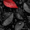 Фото профиля The Spinerblack