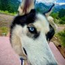 Bob I Dissent's profile picture