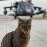 Battle Cat 🇺🇸🪖 的头像
