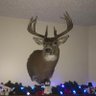 Haundor45's profile picture