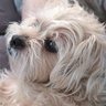 floofy profil fotoğrafı