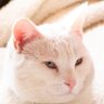 Gatinho do Branco's profile picture