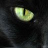 Bagheera's Feel 的头像