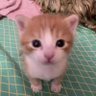 阿鱼鱼鱼's profile picture