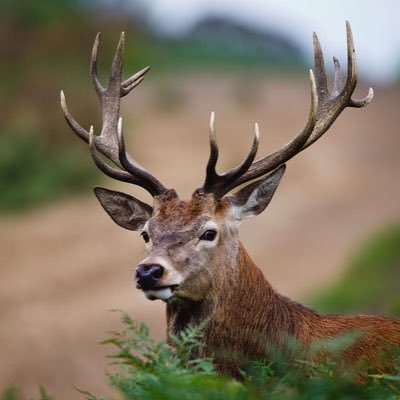 BigStev81060627's profile picture